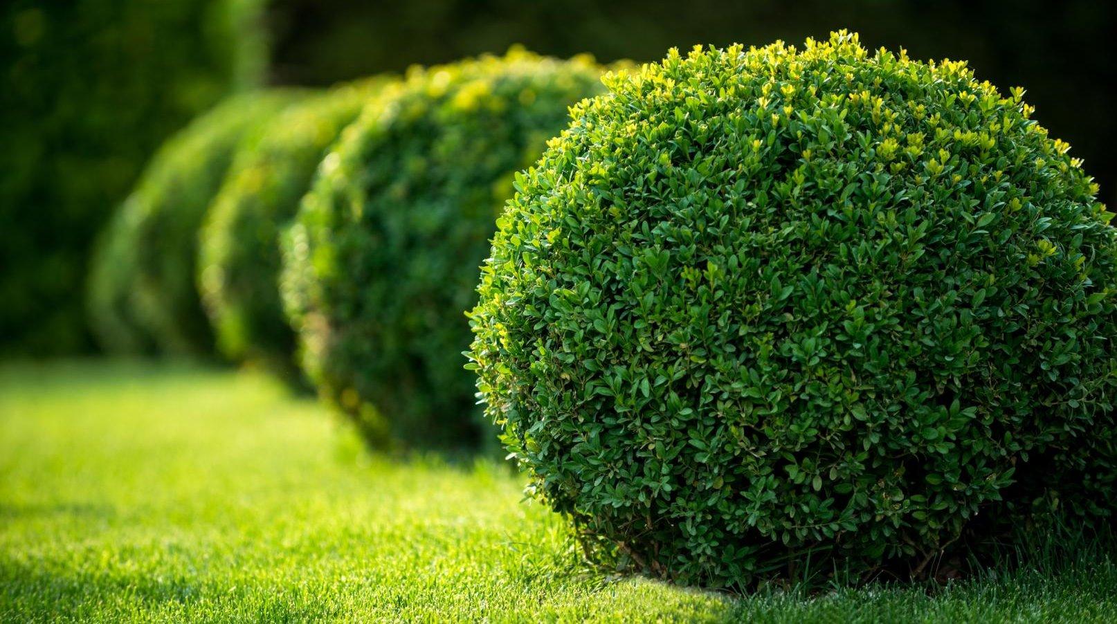 Topiaire Taille Buxus Neuilly/Seine